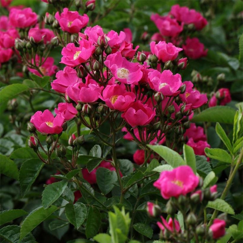 Rosa multiflora Maria Lisa - Rambler-Rose (Blüte)