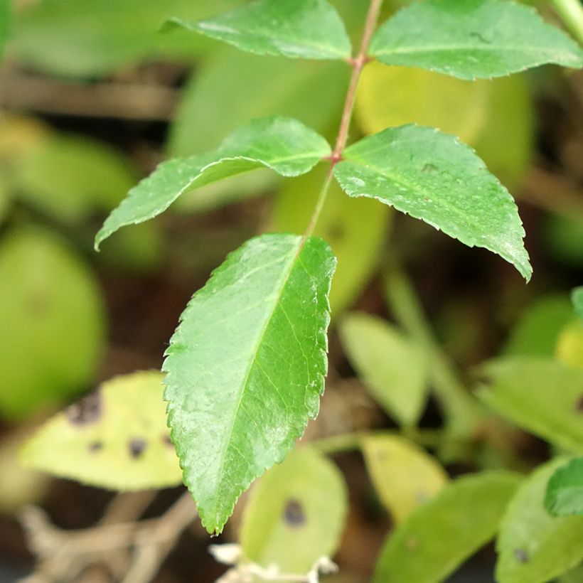 Rosa wichuraiana Sander's White Rambler - Rambler-Rose (Laub)