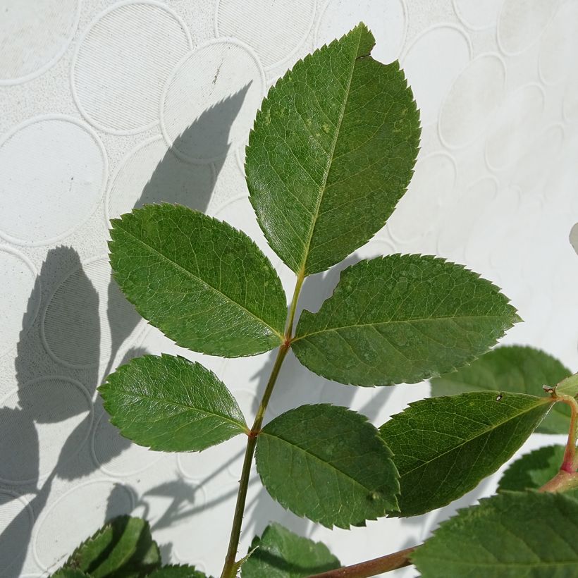 Rosa polyantha Bordure Blanche 'Delbobla' - Zwerg-Parkrose (Laub)