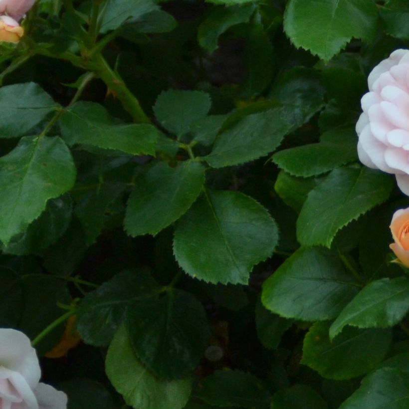 Rosa polyantha Bordure Nacrée 'Delcrouf' - Zwerg-Parkrose (Laub)