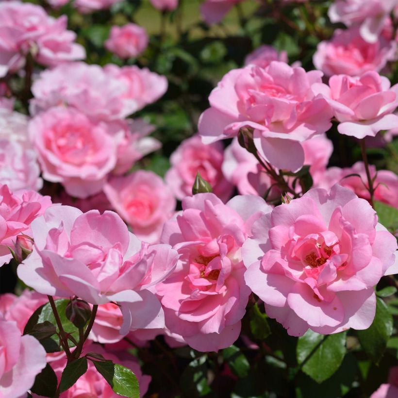 Rosa polyantha Bordure Rose 'Delcoussi' - Zwerg-Parkrose (Blüte)