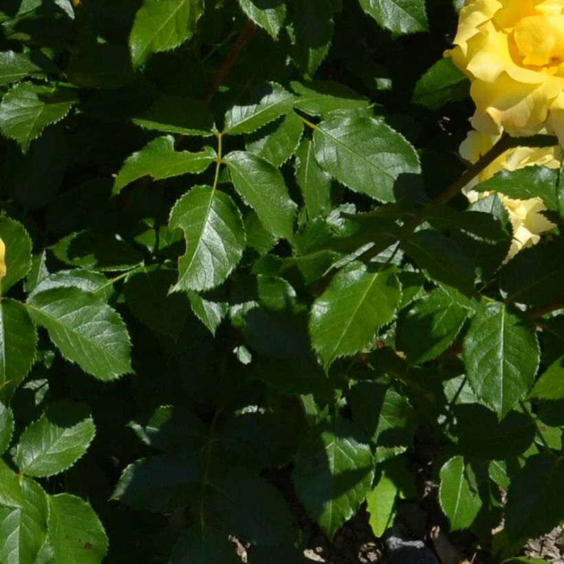 Rosa polyantha Bordure d'Or 'Delbojaun' - Zwerg-Parkrose (Laub)