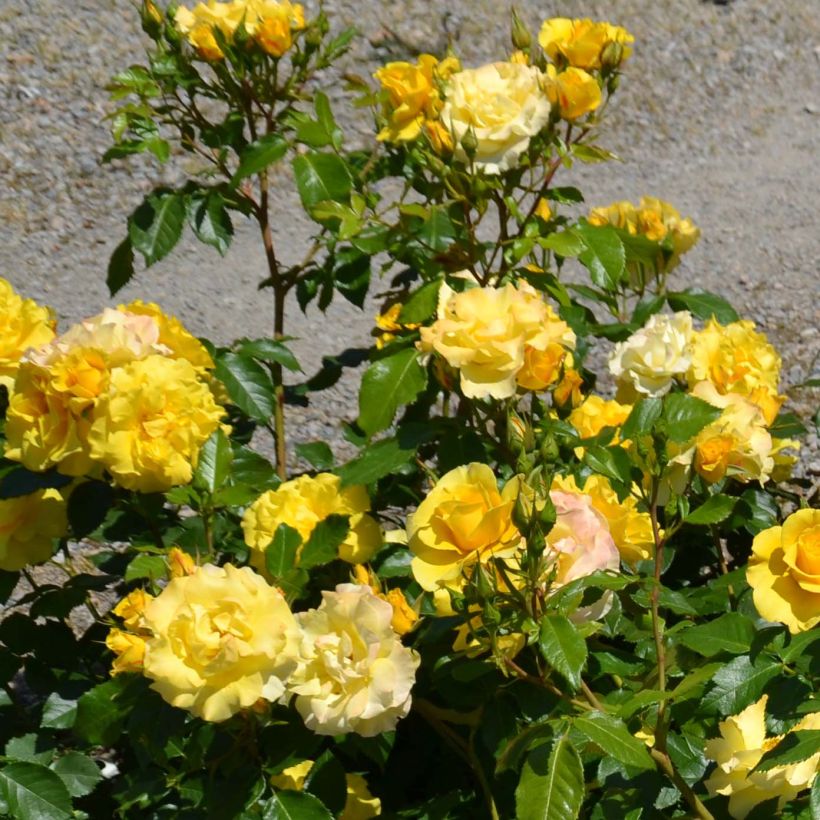 Rosa polyantha Bordure d'Or 'Delbojaun' - Zwerg-Parkrose (Blüte)