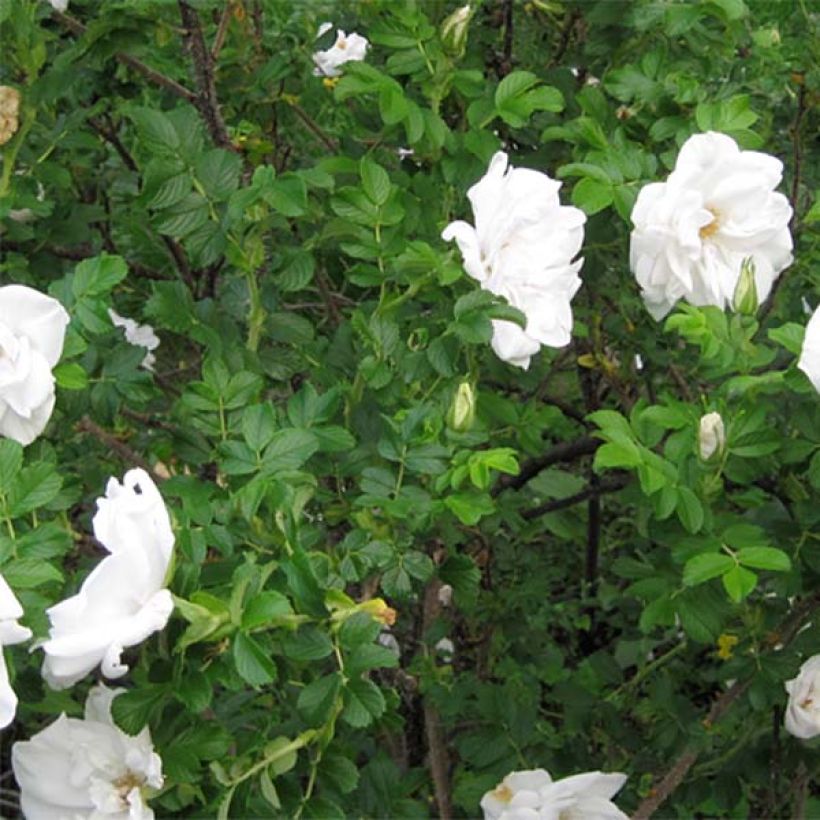 Rosa rugosa Blanc Double de Coubert - Apfelrose (Laub)