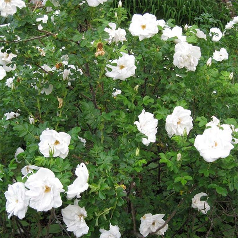 Rosa rugosa Blanc Double de Coubert - Apfelrose (Hafen)