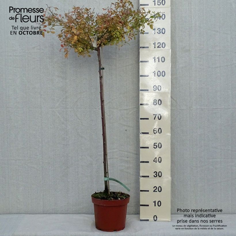 Exemplar von Rosier tige The Fairy en pot de 7.5L - 90/100 cm wie im Herbst geliefert