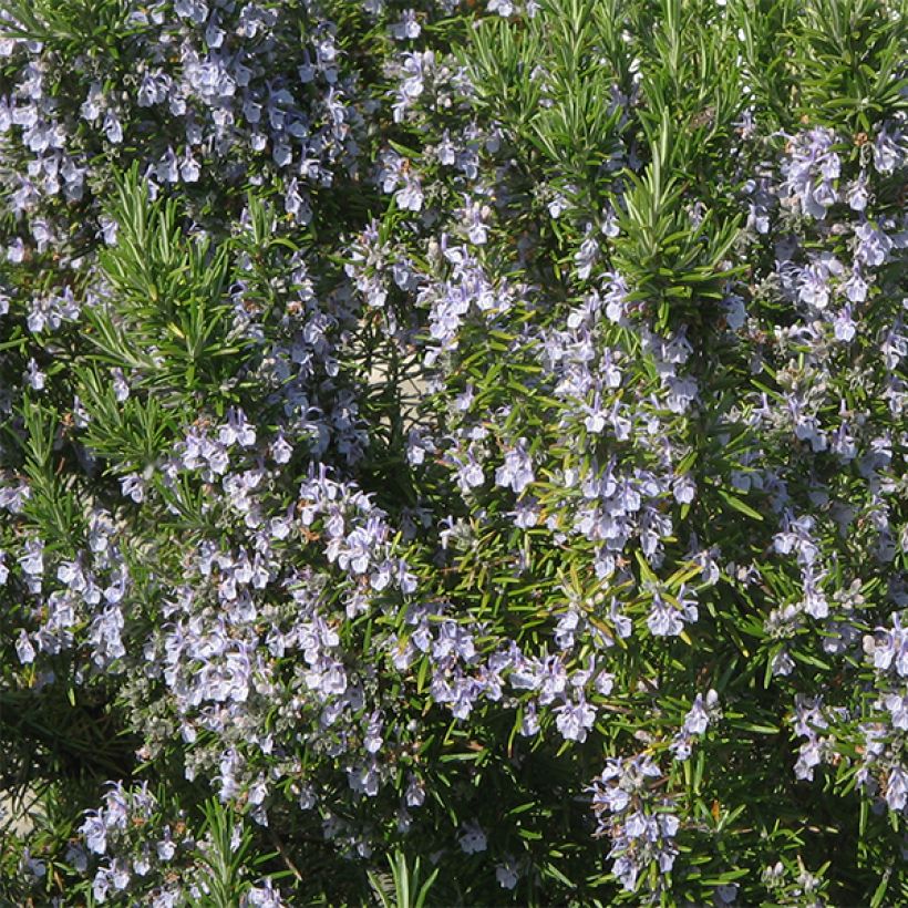 Rosmarin - Rosmarinus officinalis (Blüte)