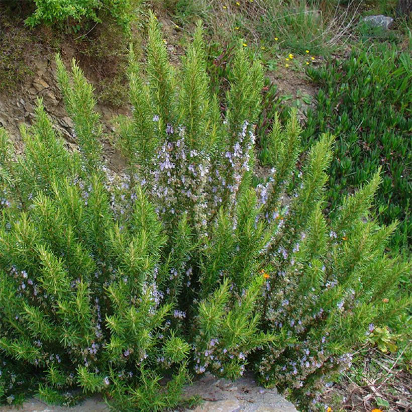 Rosmarin - Rosmarinus officinalis (Hafen)