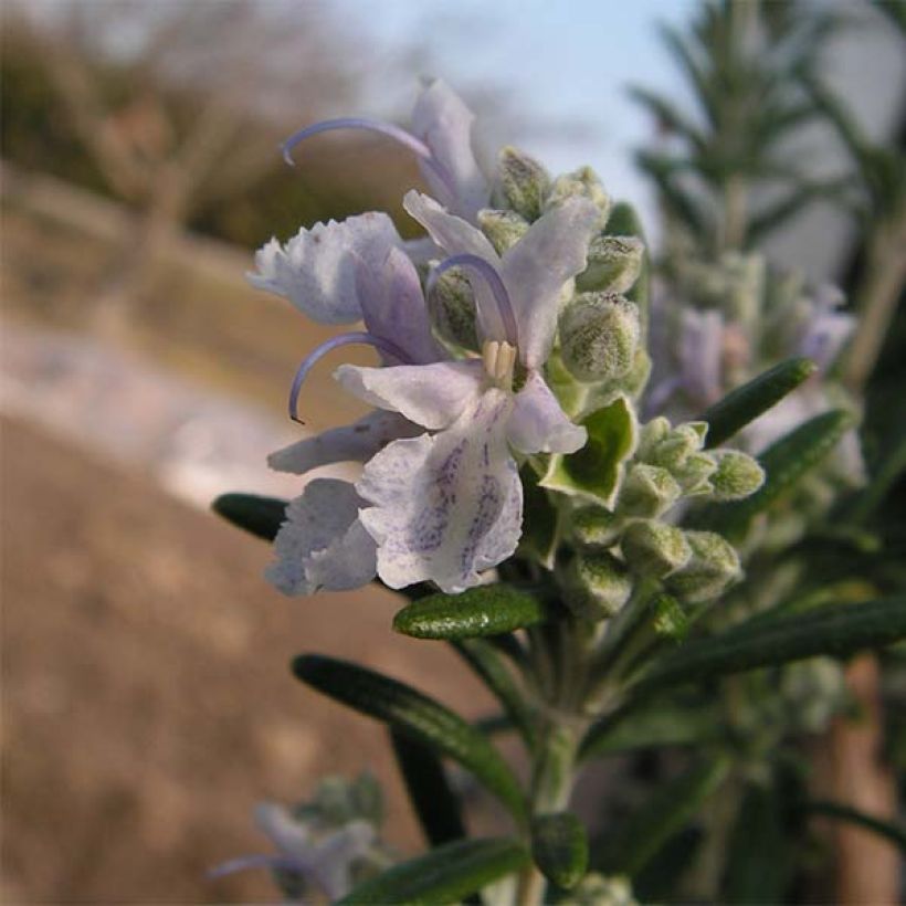 Rosmarin Albiflorus - Rosmarinus officinalis (Blüte)