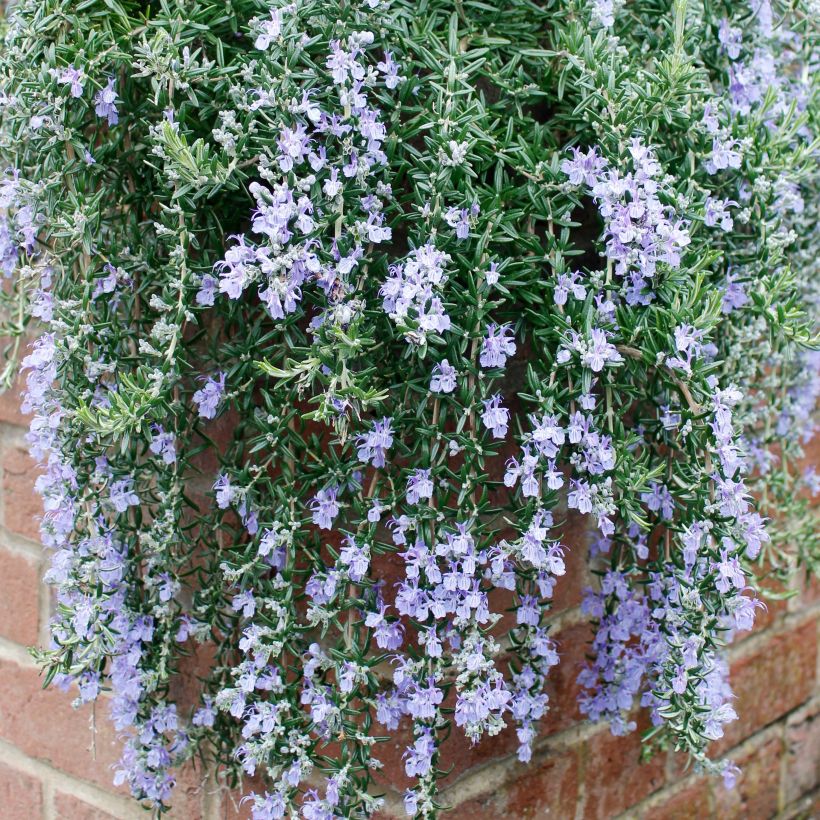 Rosmarin Blue Cascade - Rosmarinus officinalis (Hafen)