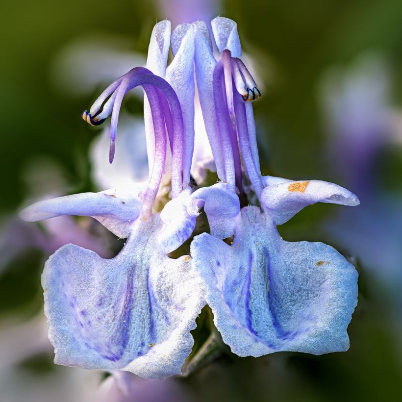 Rosmarin Miss Jessopps Upright - Rosmarinus officinalis (Blüte)