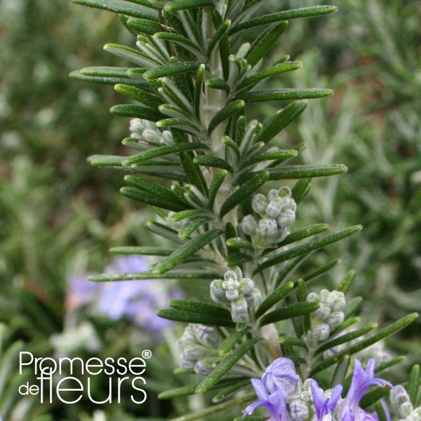 Rosmarin Pointe du Raz - Rosmarinus officinalis (Laub)