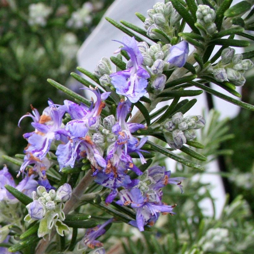 Rosmarin Pointe du Raz - Rosmarinus officinalis (Blüte)