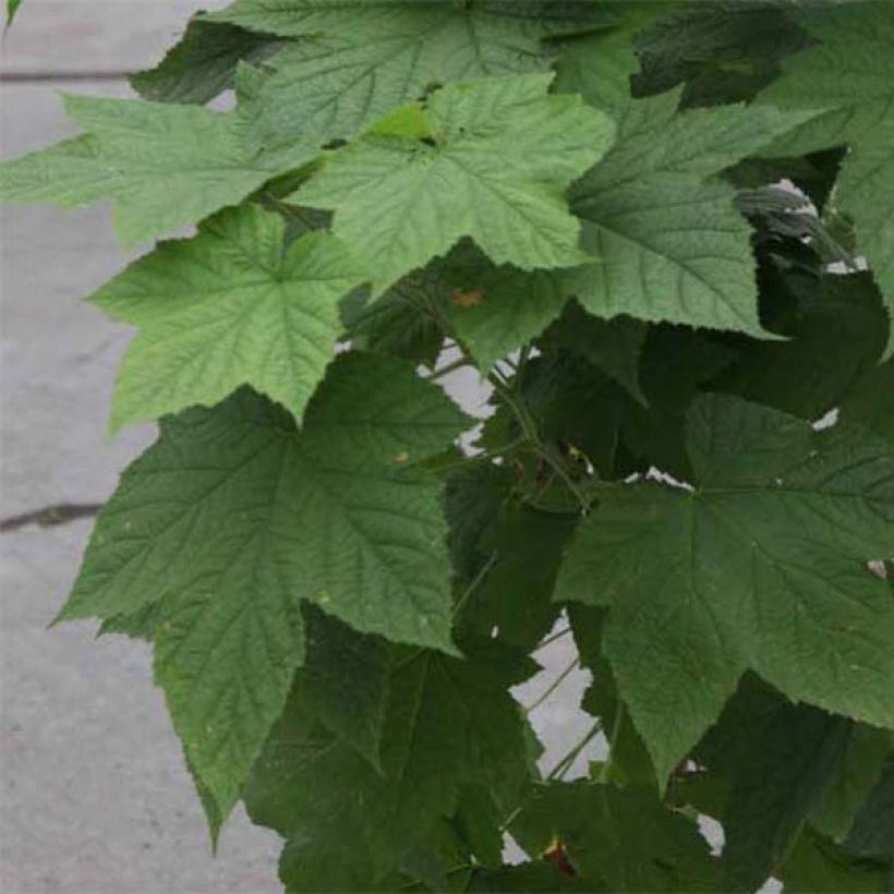 Rubus tridel Benenden - Schau-Himbeere (Laub)