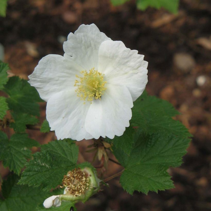 Rubus tridel Benenden - Schau-Himbeere (Blüte)