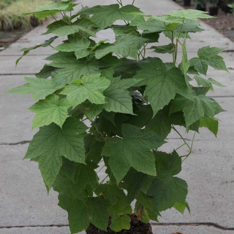 Rubus tridel Benenden - Schau-Himbeere (Hafen)