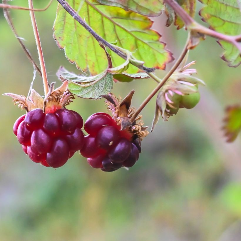 Allackerbeere Beata - Rubus arcticus (Ernte)