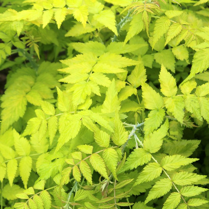 Rubus cockburnianus Golden Vale - Blauholzige Brombeere (Laub)