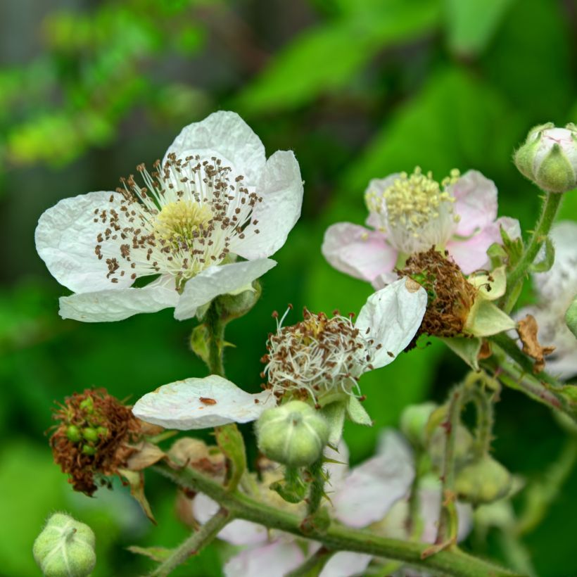 Brombeere Reuben (Blüte)