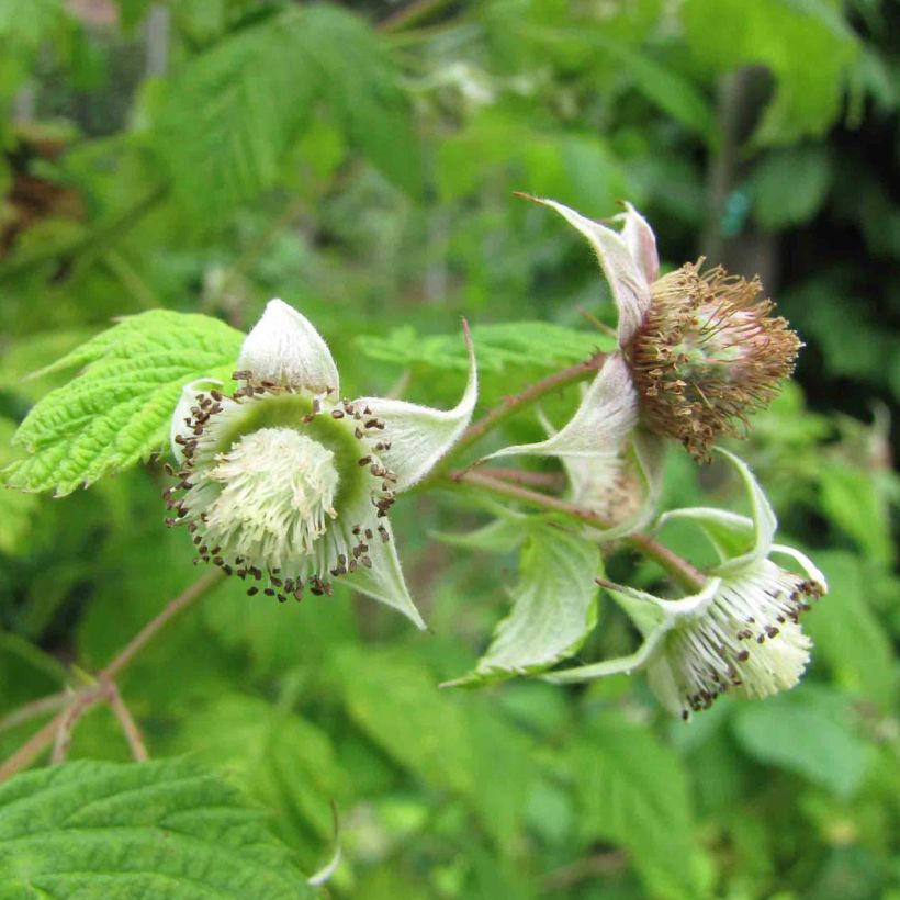 Himbeere Rustica (Blüte)