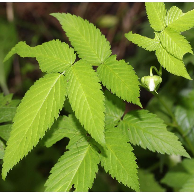 Erdbeer-Himbeere - Rubus illecebrosus (Laub)