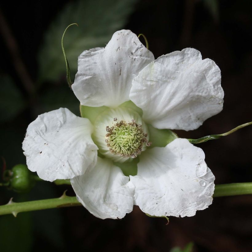 Erdbeer-Himbeere - Rubus illecebrosus (Blüte)