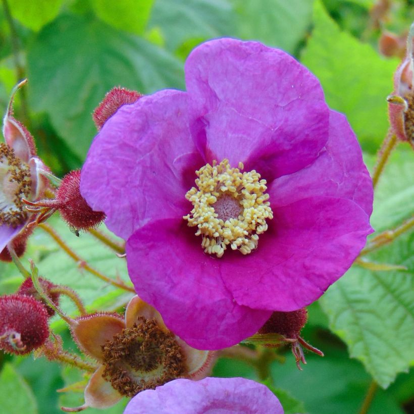 Rubus odoratus - Zimt-Brombeere (Blüte)