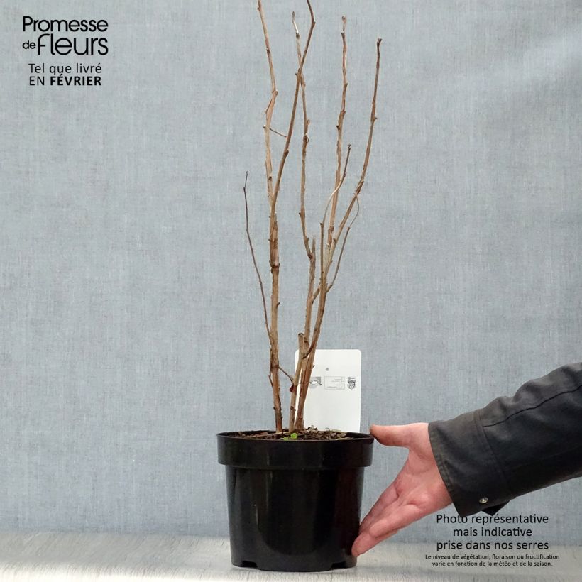 Exemplar von Rubus odoratus - Ronce d'ornement Pot de 3L/4L wie im Winter geliefert