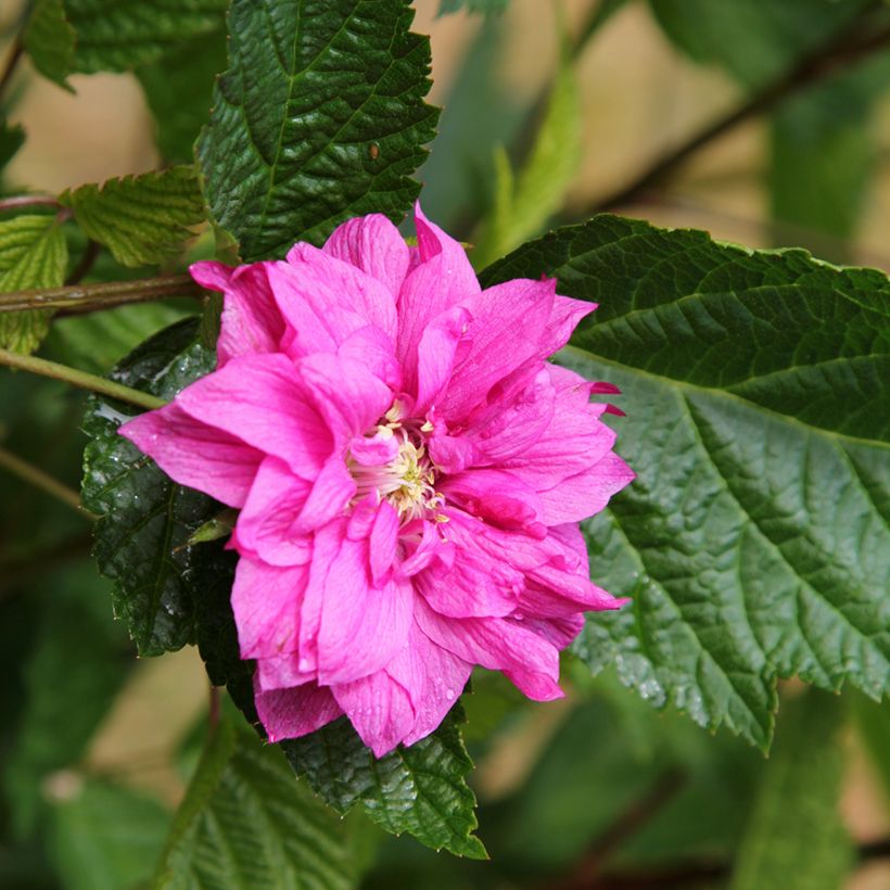 Rubus spectabilis Olympic Double - Pracht-Himbeere (Blüte)