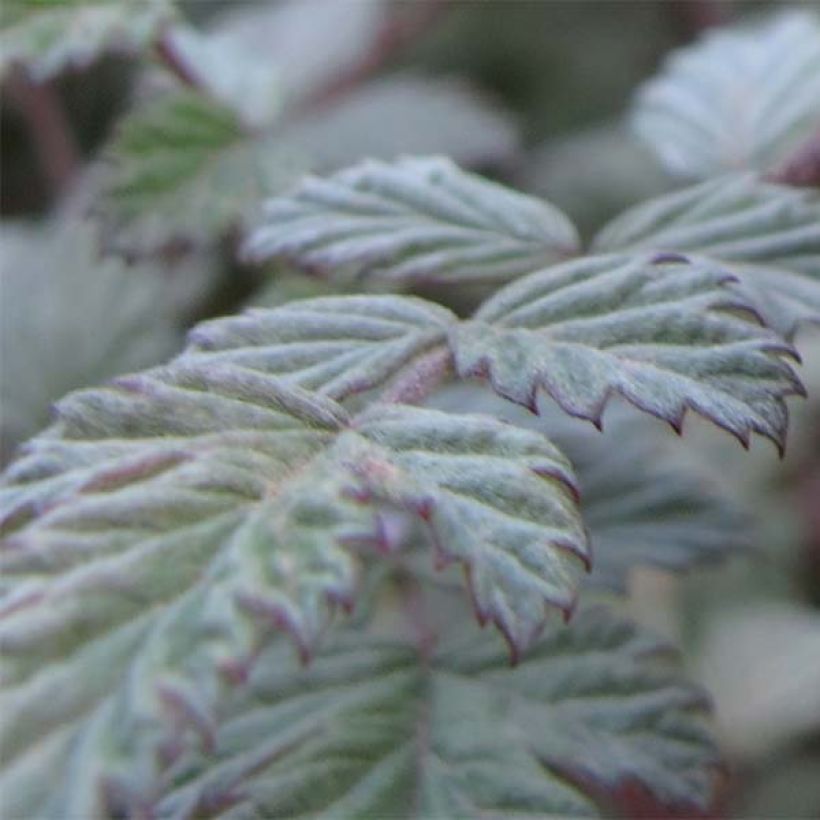 Rubus thibetanus Silver Fern - Tibetische Brombeere (Laub)