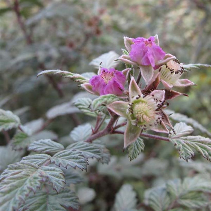 Rubus thibetanus Silver Fern - Tibetische Brombeere (Blüte)