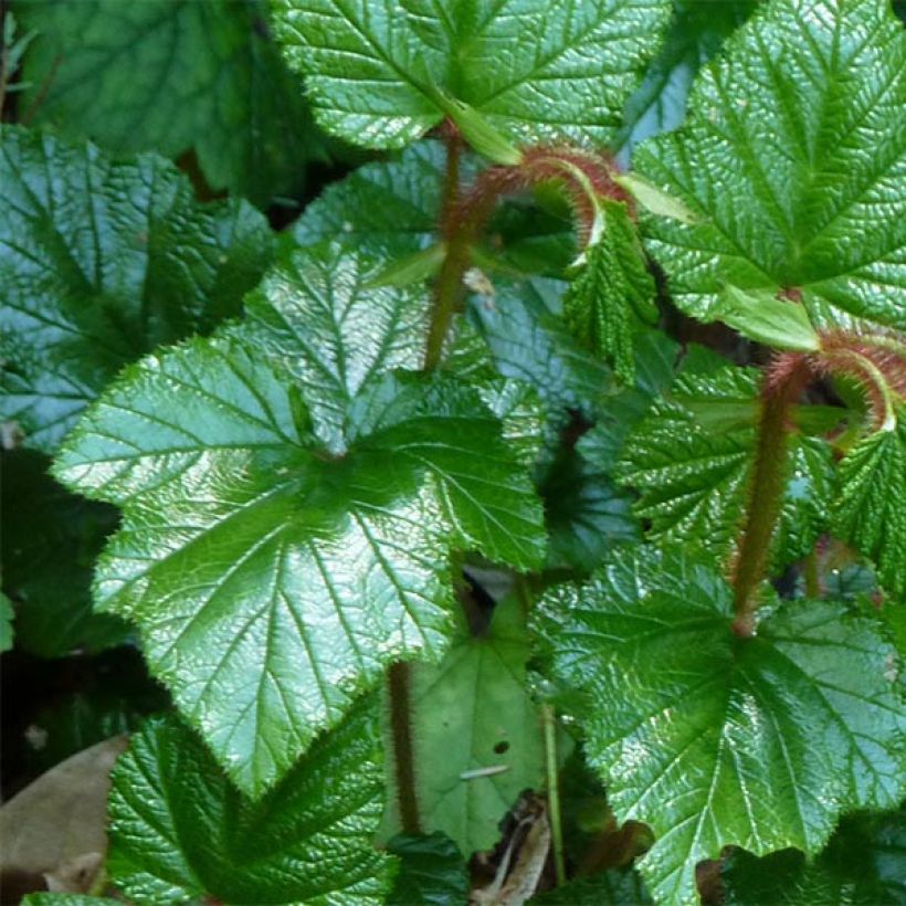 Rubus tricolor - Dreifarbige Brombeere (Laub)