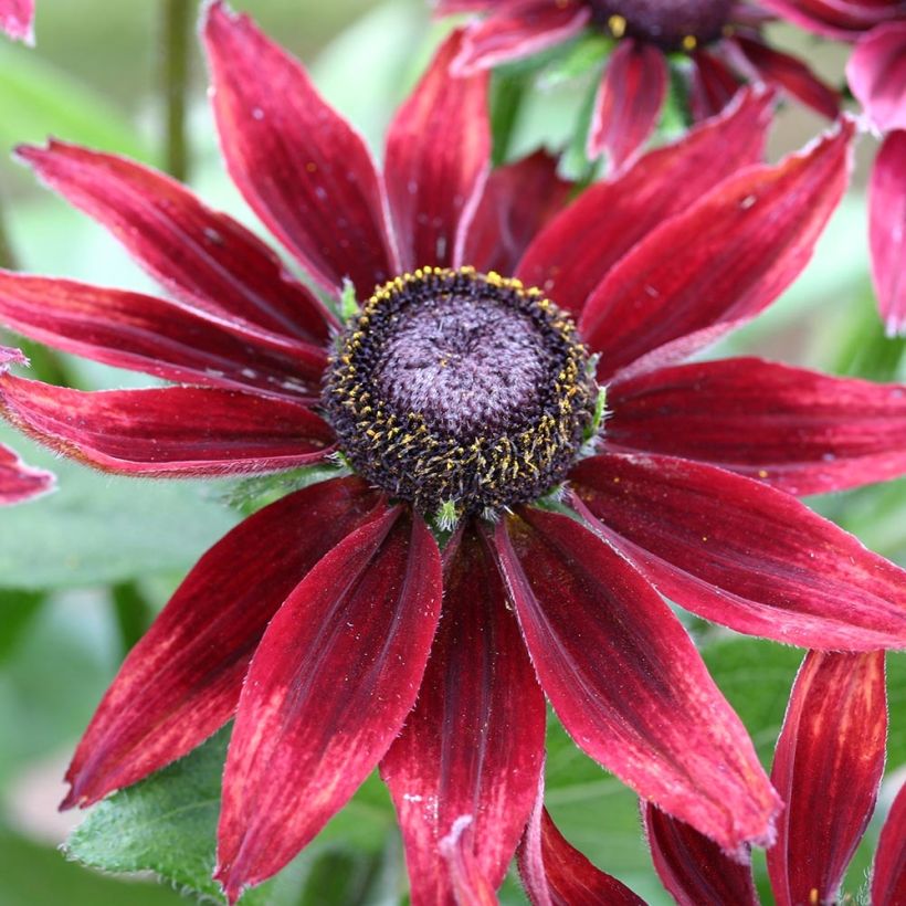 Rauher Sonnenhut Cherry Brandy - Rudbeckia (Blüte)