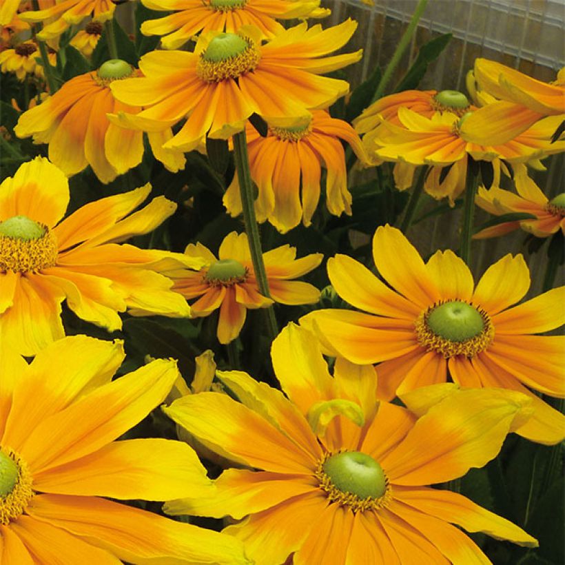 Rauher Sonnenhut Prairie Sun - Rudbeckia (Blüte)