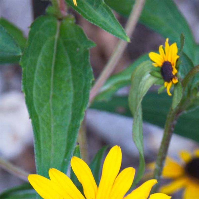 Gemeiner Sonnenhut Early Bird Gold - Rudbeckia fulgida (Laub)