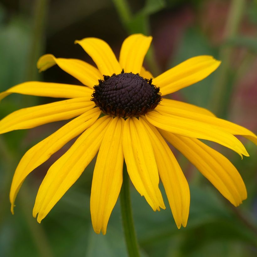 Gemeiner Sonnenhut Goldsturm - Rudbeckia fulgida (Blüte)