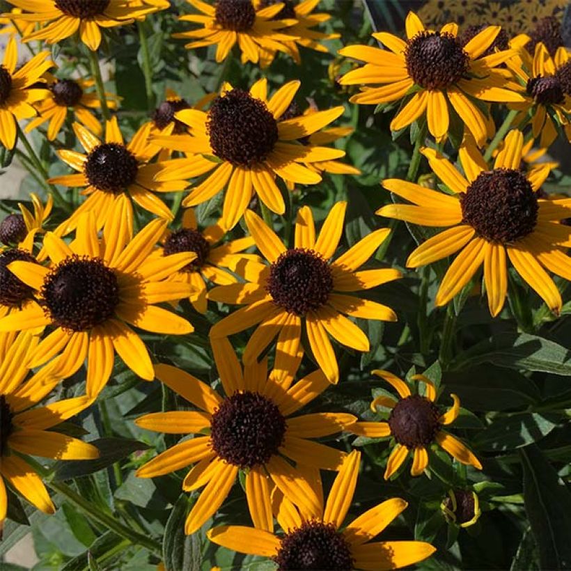 Gemeiner Sonnenhut Little Goldstar - Rudbeckia fulgida var.sullivantii (Blüte)