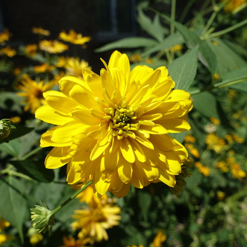 Schlitzblättriger Sonnenhut Goldquelle - Rudbeckia laciniata (Blüte)