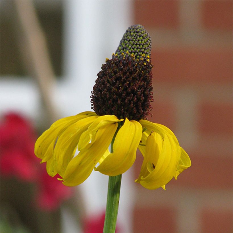 Riesen-Sonnenhut - Rudbeckia maxima (Blüte)