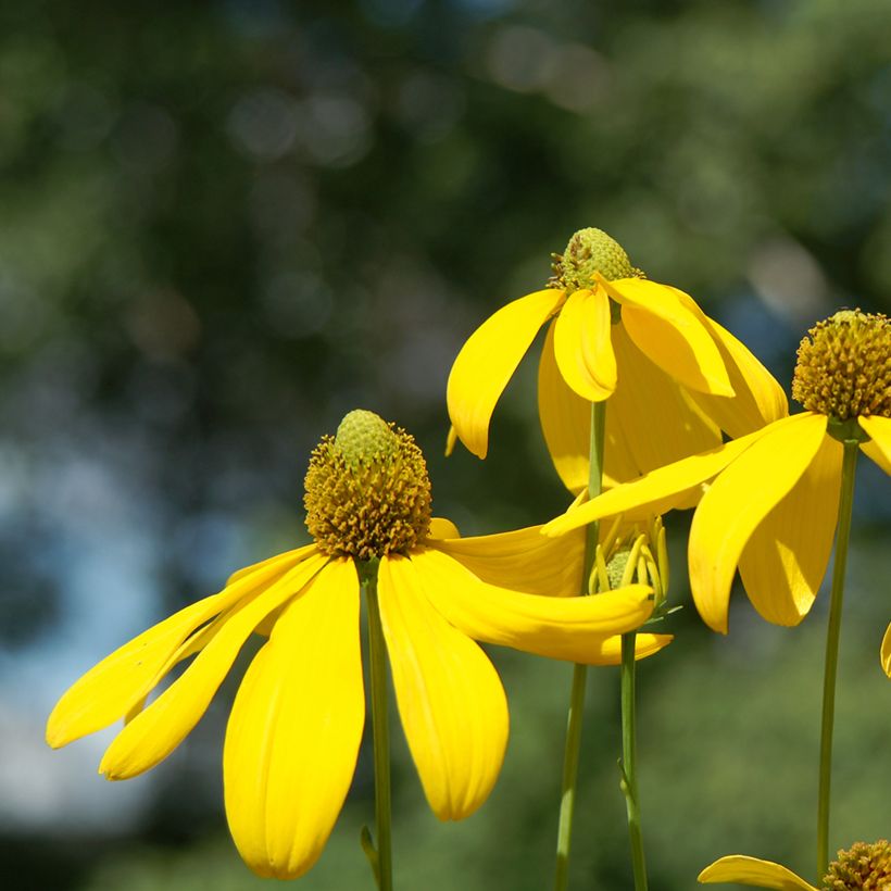 Fallschirm-Sonnenhut Herbstsonne - Rudbeckia nitida (Blüte)