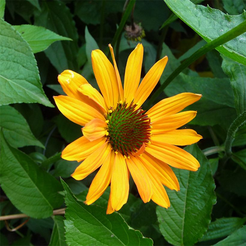 Echinacea Tiki Torch - Scheinsonnenhut (Blüte)