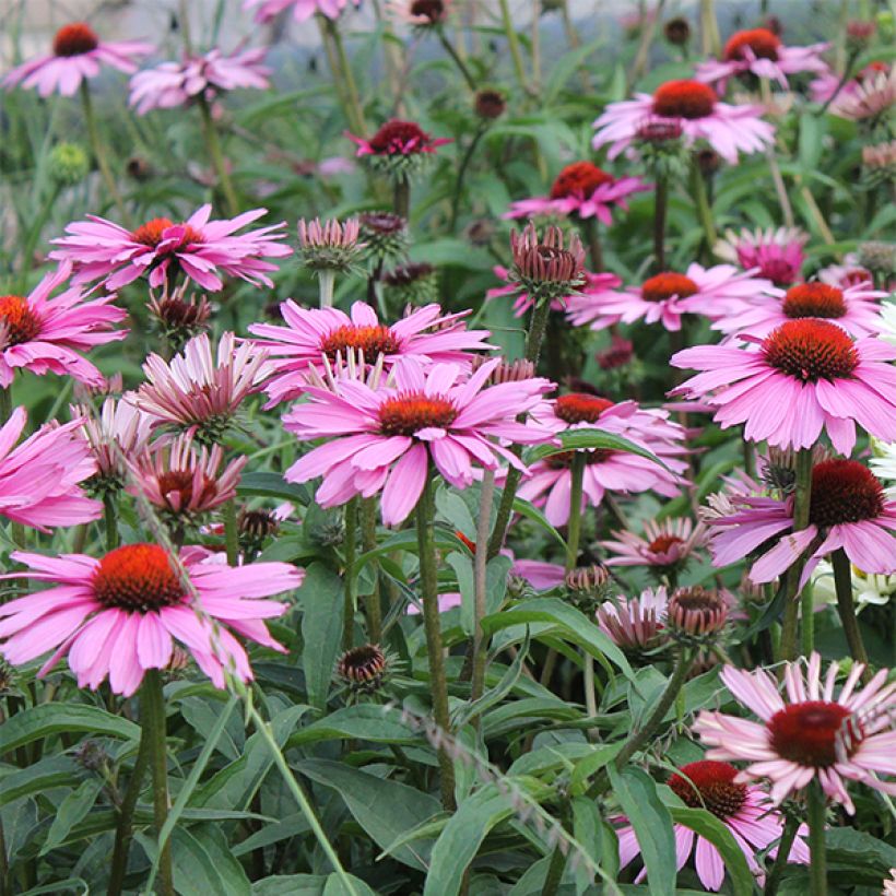 Echinacea purpurea Magnus - Sonnenhut (Blüte)