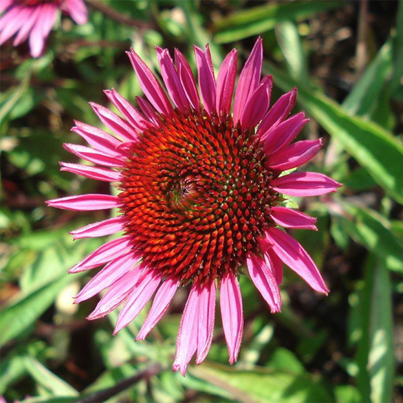 Echinacea purpurea Vintage Wine - Sonnenhut (Blüte)