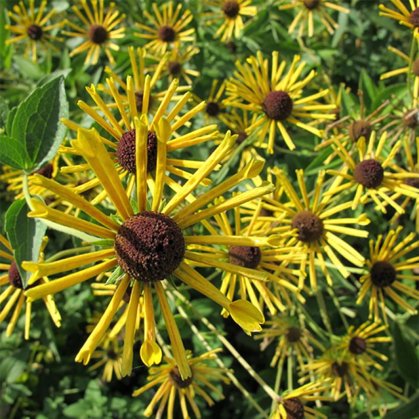 Schwachfilziger Sonnenhut Henry Eilers - Rudbeckia subtomentosa (Blüte)