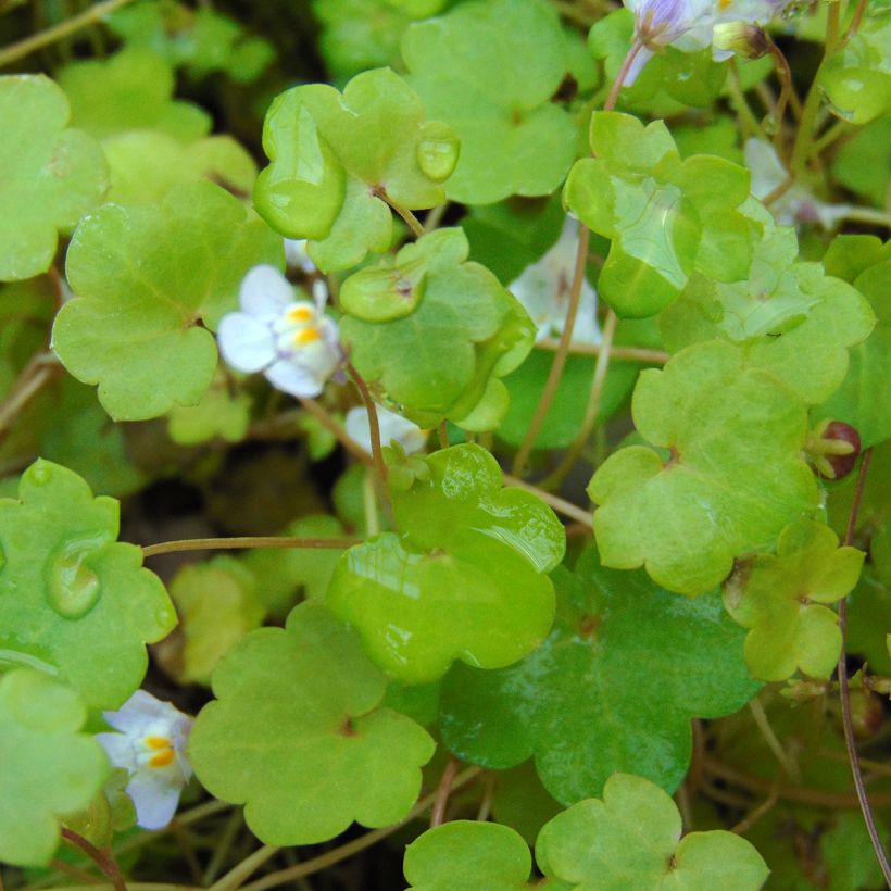 Cymbalaria muralis - Zymbelkraut (Laub)