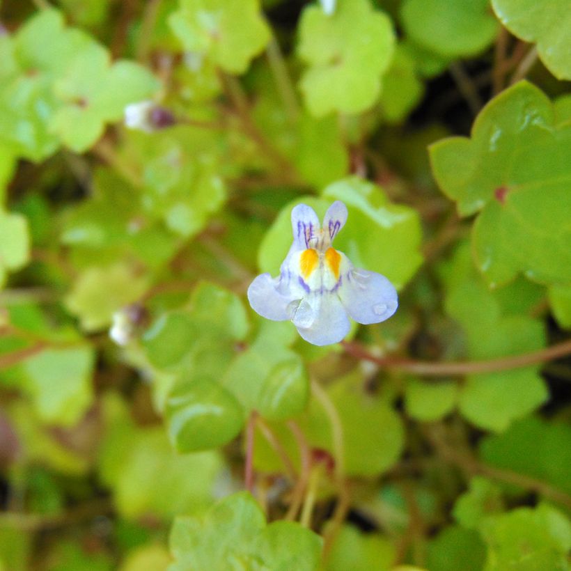 Cymbalaria muralis - Zymbelkraut (Blüte)