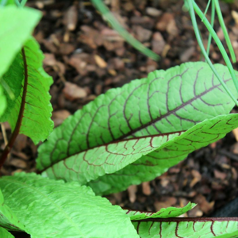 Ampfer sanguineus - Rumex sanguineus (Laub)