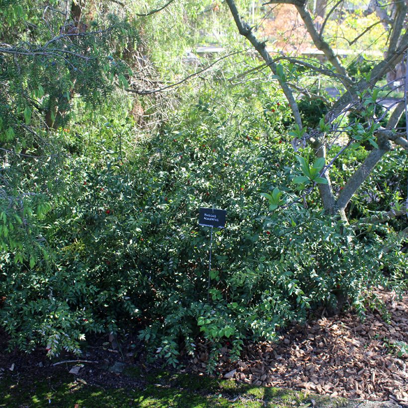 Ruscus aculeatus - Stechender Mäusedorn (Hafen)