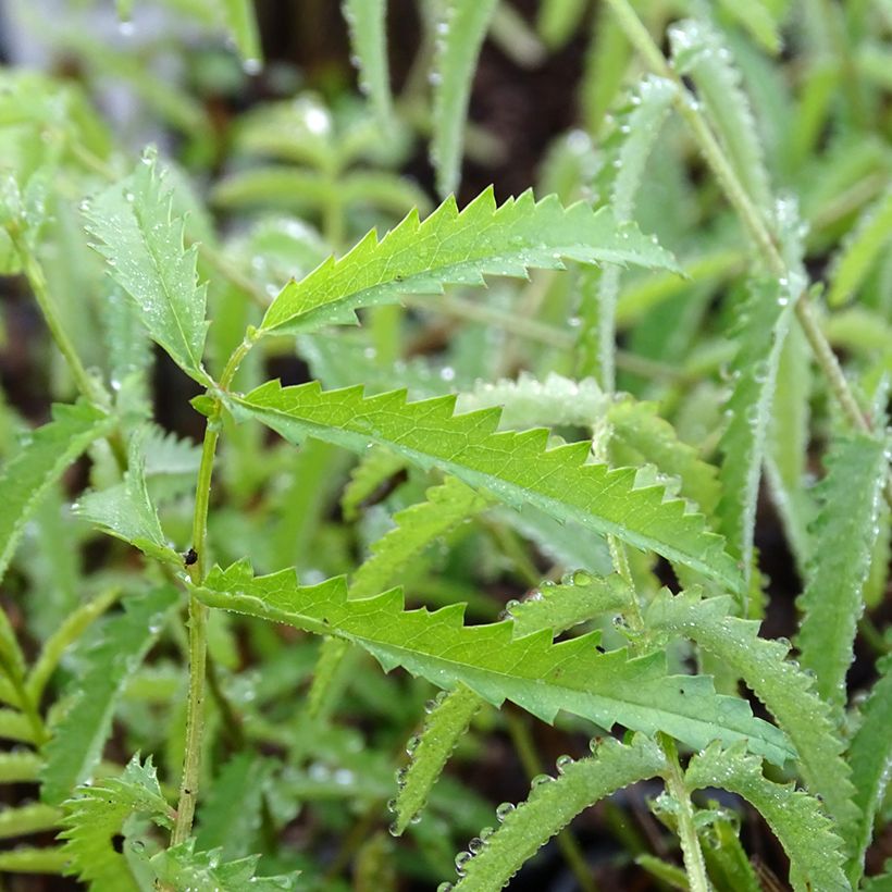 Zierlicher Wiesenknopf Alba - Sanguisorba tenuifolia (Laub)