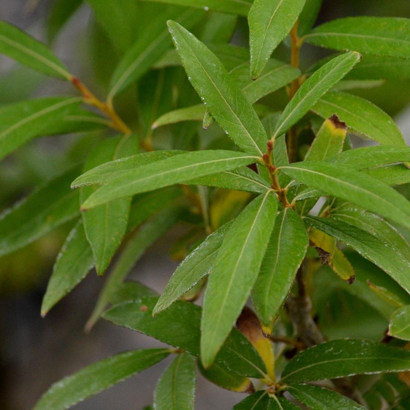 Drachenweide Golden Sunshine - Salix sachalinensis (Laub)